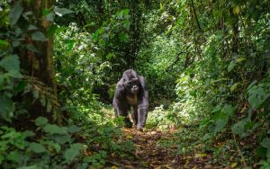 What to Consider before Booking a Uganda Gorilla Trekking Safari