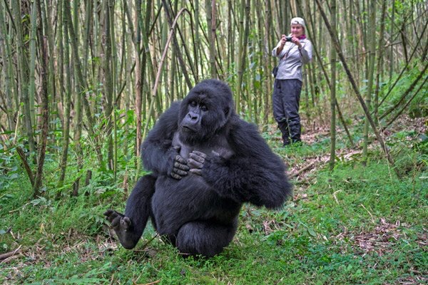 bwindi-gorilla-3-days-trekking safari
