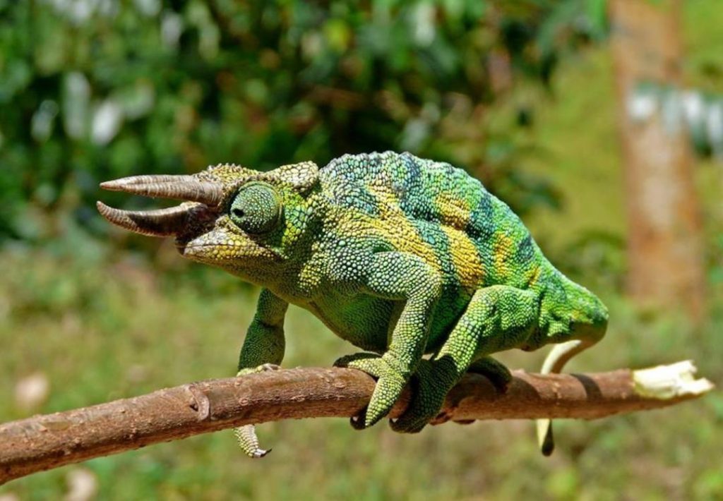 Rare Animals You Will Only Find in Africa