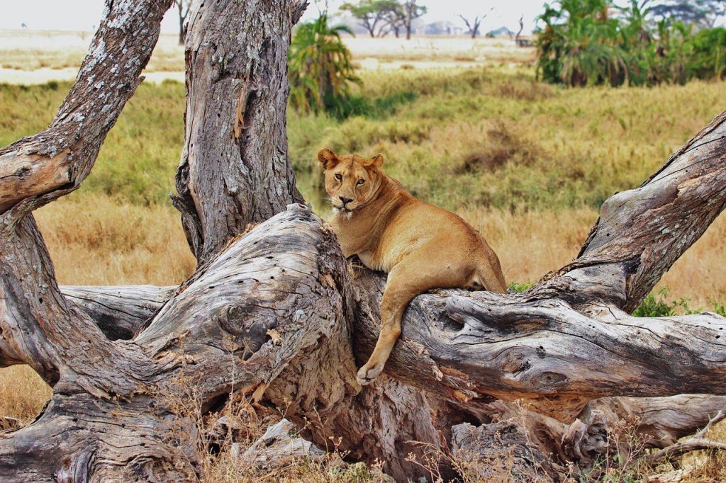 Tree climbing lions of Ishasha in Uganda