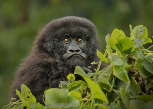 5 Days Gorillas Chimpanzee Safari