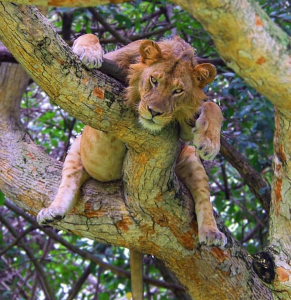 Discover the Pearl of Africa-Uganda Gorilla Safari Bookings: Uganda Holiday Vacations