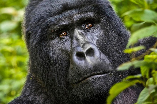 Best Places and Time for Gorillas and Chimpanzees
