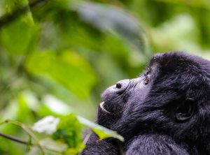The Best Way to Book a Gorilla Permit is With a Tour Operator