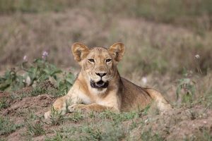 10 Best Things to do in Uganda the Pearl of Africa
