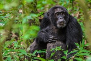 3 Days Kibale Chimpanzee Safari