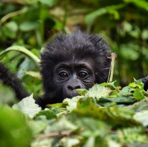 3 Days Flying Gorilla Safari Uganda