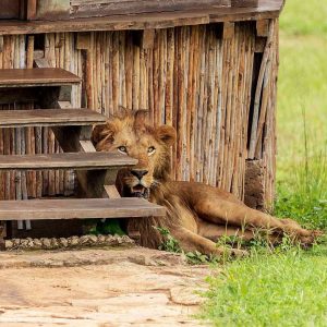 Top Uganda’s Best-Kept Secret Luxury Lodges