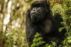 12 Days Rwanda Wildlife Gorilla Safari
