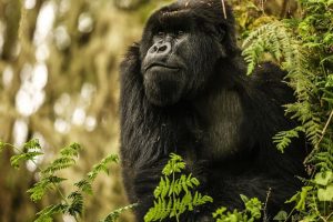 Gorilla Trekking and Gorilla Habituation in Uganda