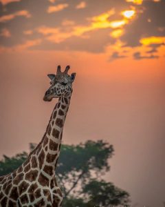 3 Days Murchison Falls Safari