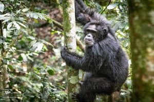 1 Day Budongo Chimpanzee Tour