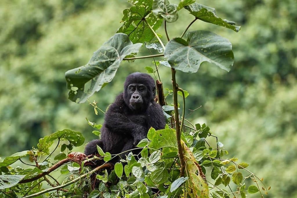 Is Gorilla Trekking Worth it's Costs