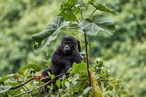 10 Days Uganda's Wilderness places Safari