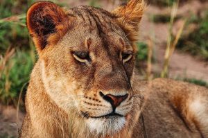 Top Unmissable East African Safari Destinations