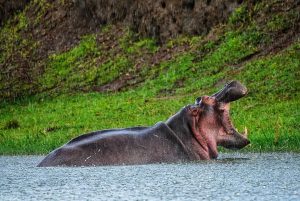 2 Days Lake Mburo Safari