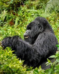 Gorilla Trekking Age Limit