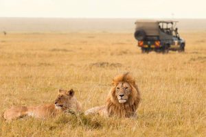 Gorilla Safari Bookings: Uganda Holiday Vacations