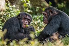 13 Days Uganda Rwanda Gorilla Trekking Combined Safari