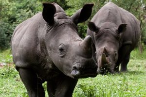 1 Day Rhino Tour Uganda