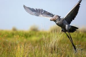 1 Day Mabamba Shoebill Tour