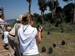 1 Day Ngamba Island Tour Chimpanzees