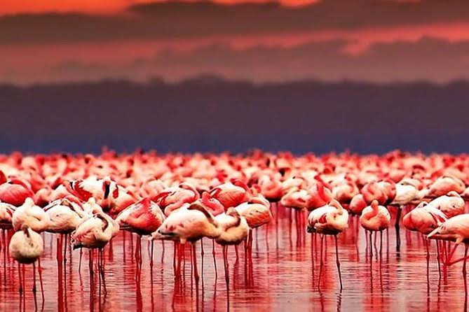 Lake Natron